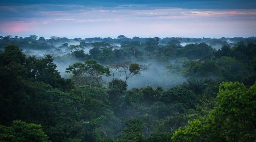 Brazilian_amazon_rainforest