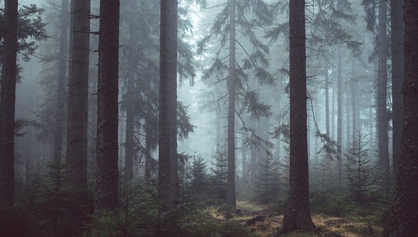 forest-1208296_960_720
